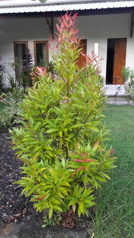 Herry Homestay Kuta  Exterior foto
